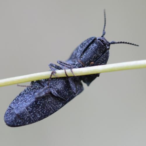 Réf. 283 871 : Lacon punctatus